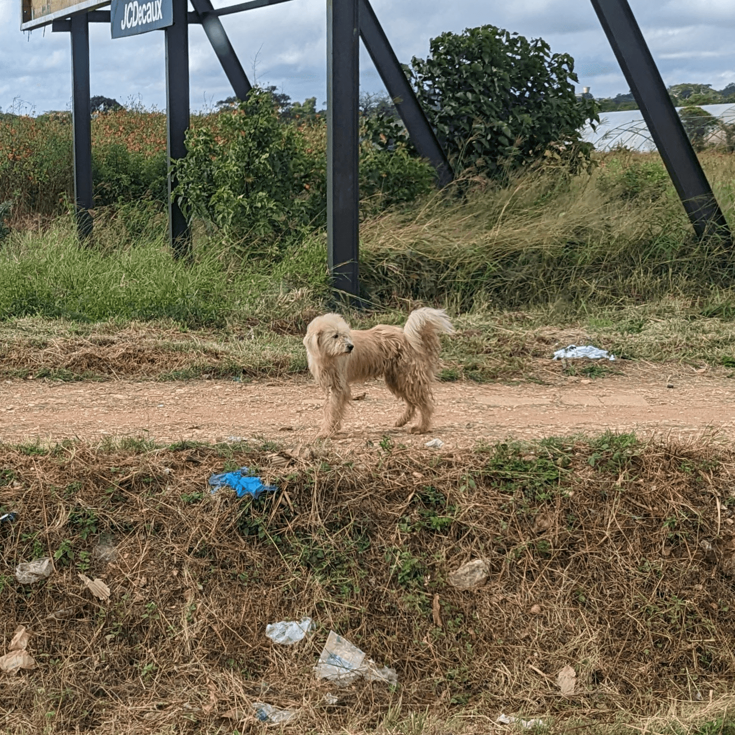 Initial project planning for the pet adoption app